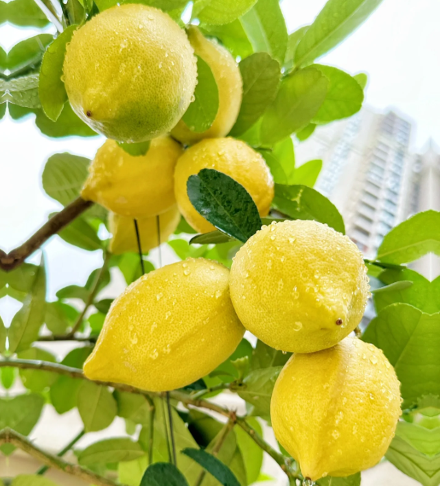 🍋Perfume Lemon Seeds