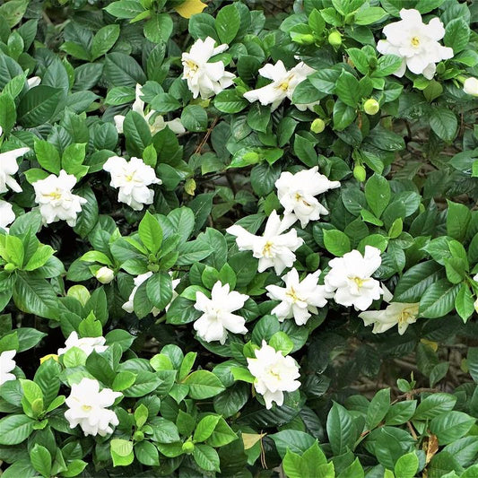 Garden choice 100 gardenia seeds