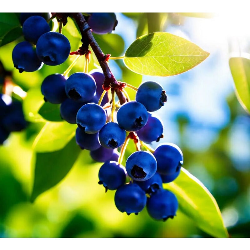 Honeyberry Blueberry Seeds for Planting Blue Honeyberry Haskap Plants,Sweet Honeyberry Blueberry Haskap Starter Plant Seeds, Haskap Berry Honeyberry Bush for Planting Outdoor Garden