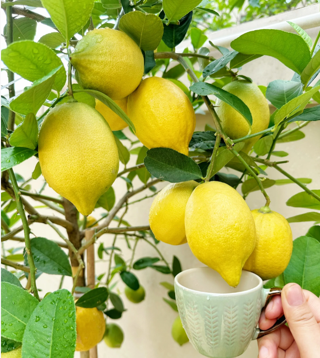 🍋Perfume Lemon Seeds