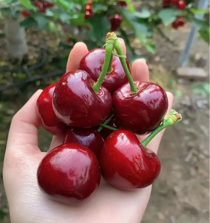 Ruby Cherry Seeds