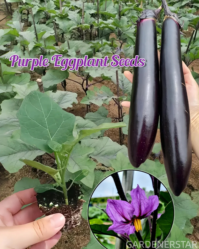 100 eggplant seeds, suitable for winter planting