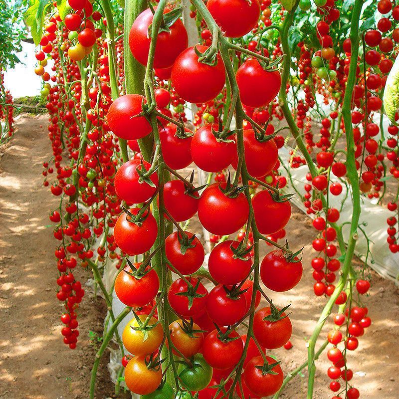 Waterfall Tomato Seeds