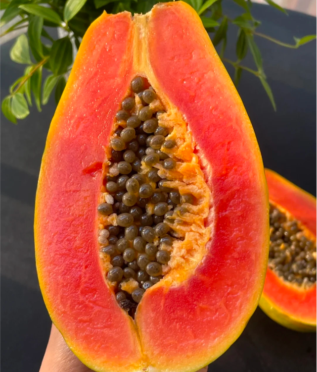 Red Heart Creamy Papaya Seeds