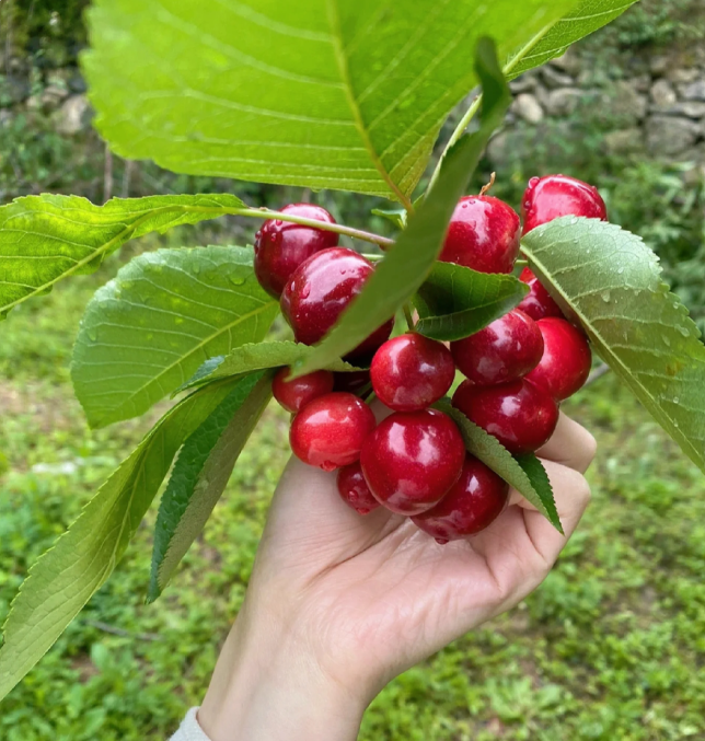 Ruby Cherry Seeds