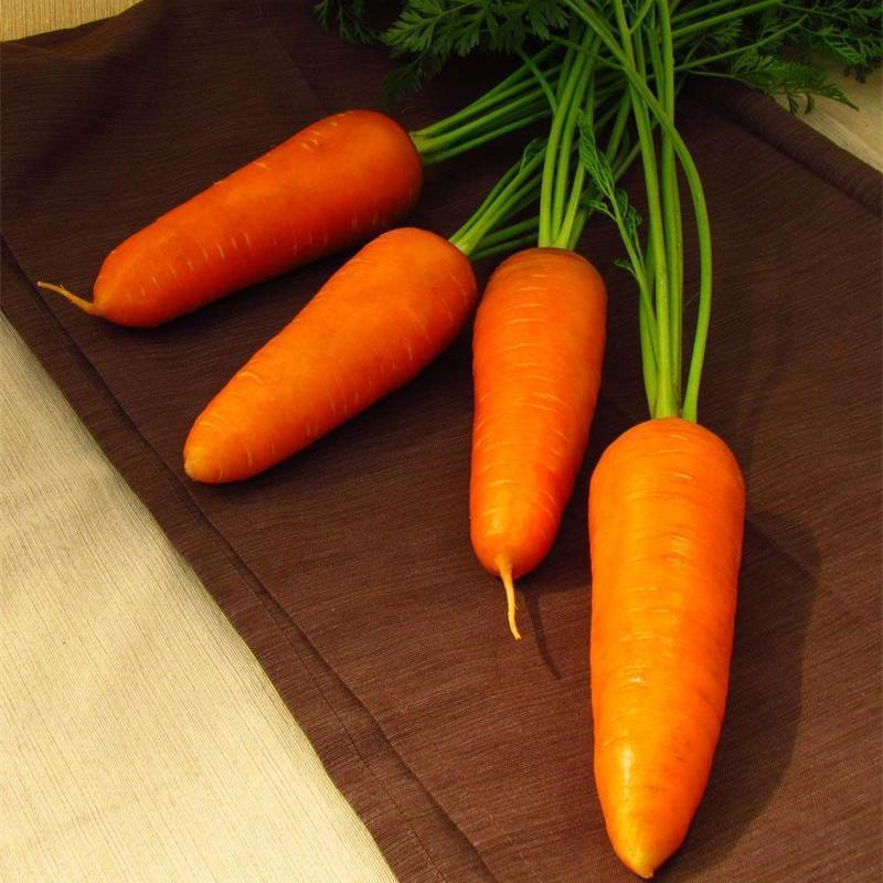 Carrot Seeds for Planting Indoor Outdoor