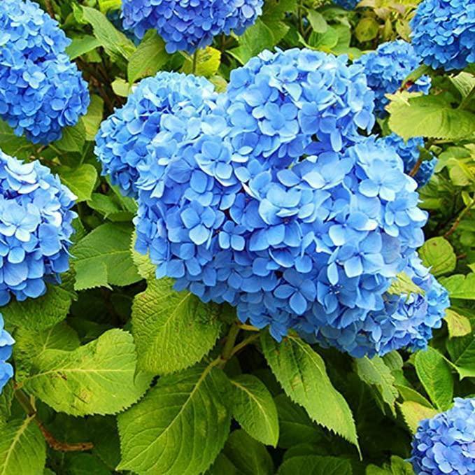 Hydrangea Seed Bonsai Flower Seeds Hydrangea Perennial Garden Home