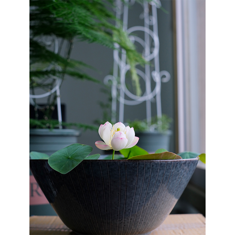 10 Seeds Lotus Flower Seeds Nelumbo Nucifera Sacred Lotus Lily Mixed Colors Pink White Colorful and Striking Water Plant Fragrant Low-Maintenance