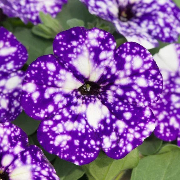 Rare Petunia Flower Seeds Wave Violet Petunias - Pelleted Flower Seed- Hanging Basket Flowers - Hybrid Non-GMO Seeds for Planting