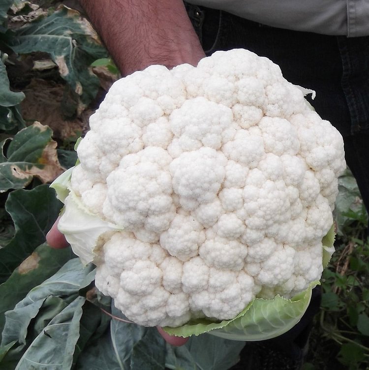 Cauliflower Absolute F1