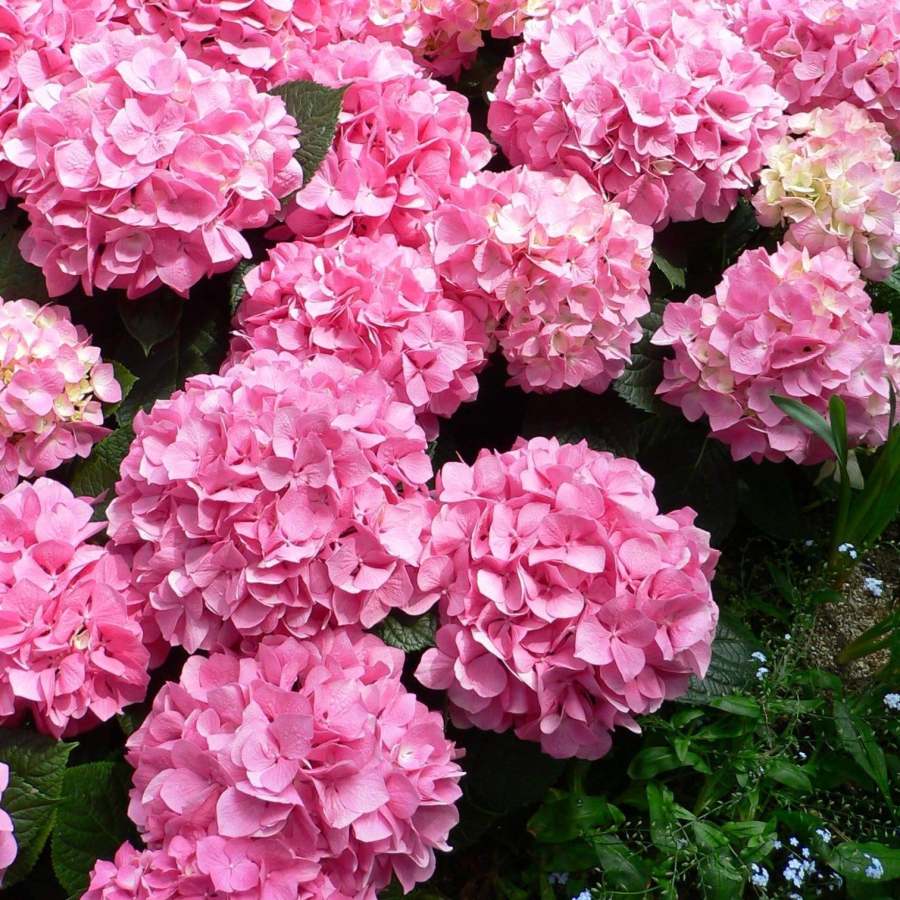 Hydrangea Seed Bonsai Flower Seeds Hydrangea Perennial Garden Home