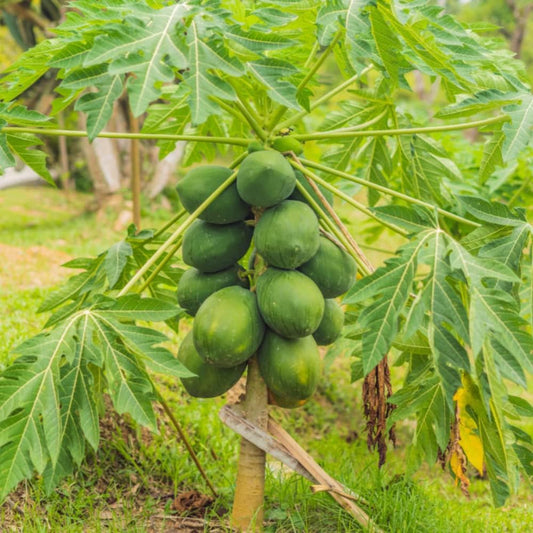 10 seeds of papaya jujube fruit, suitable for planting