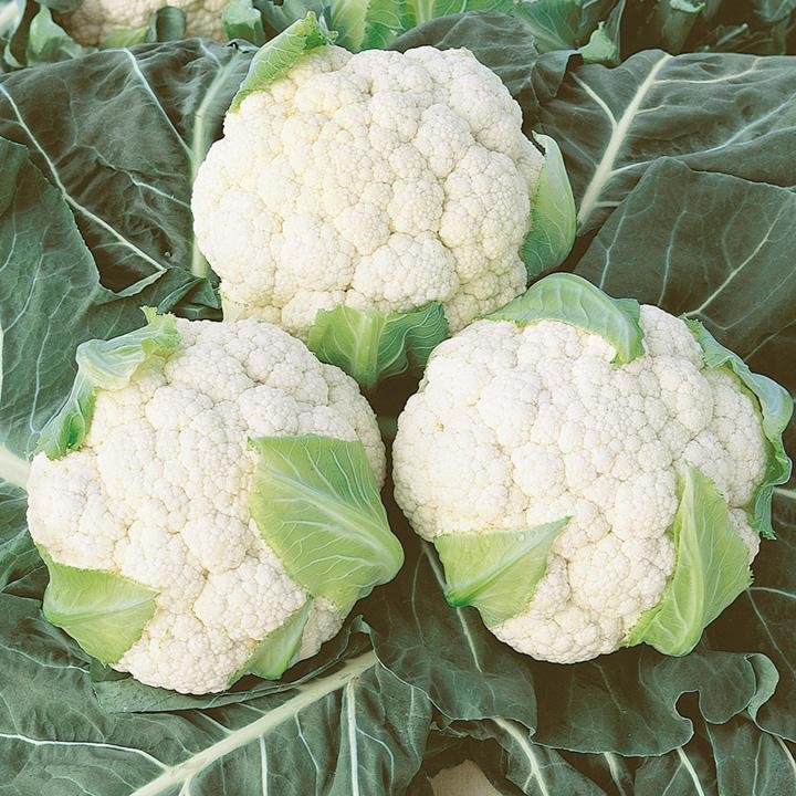 Cauliflower Absolute F1