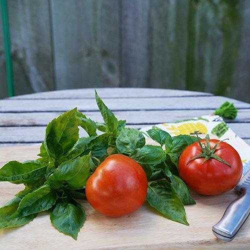 Pink Ponderosa Heirloom Tomato Seeds - Large Tomato - One of The Most Delicious Tomatoes for Home Growing, Non GMO - Neonicotinoid-Free.