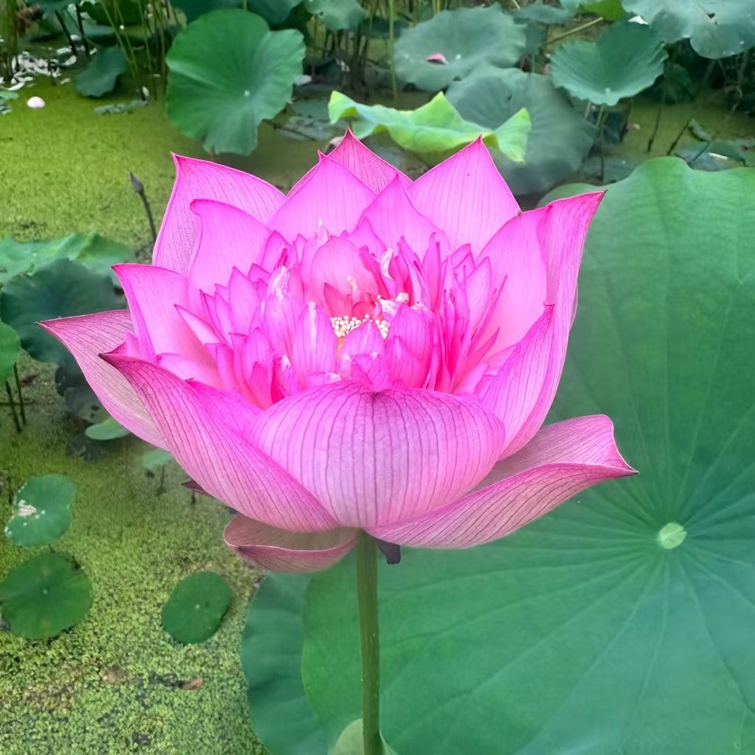 Rare Thousand-petal Lotus