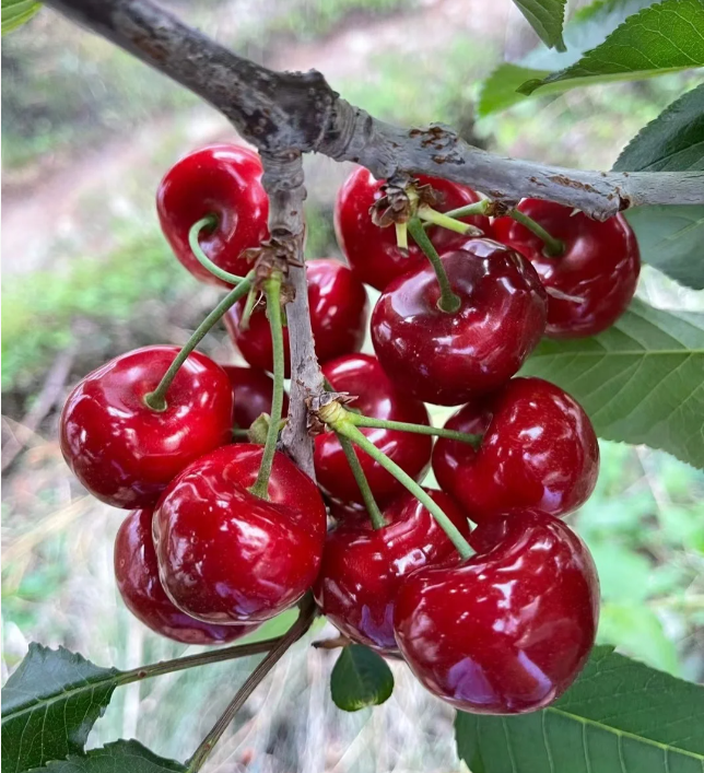 Cherry Plant Seeds for Platning Sweet Cherry Tree Plant Seeds, Large Yellow Black Red Mix Cherry Plant Fruit Tree Seed