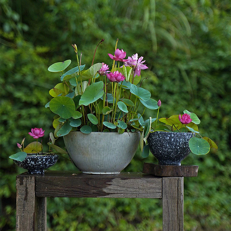 10 Seeds Lotus Flower Seeds Nelumbo Nucifera Sacred Lotus Lily Mixed Colors Pink White Colorful and Striking Water Plant Fragrant Low-Maintenance