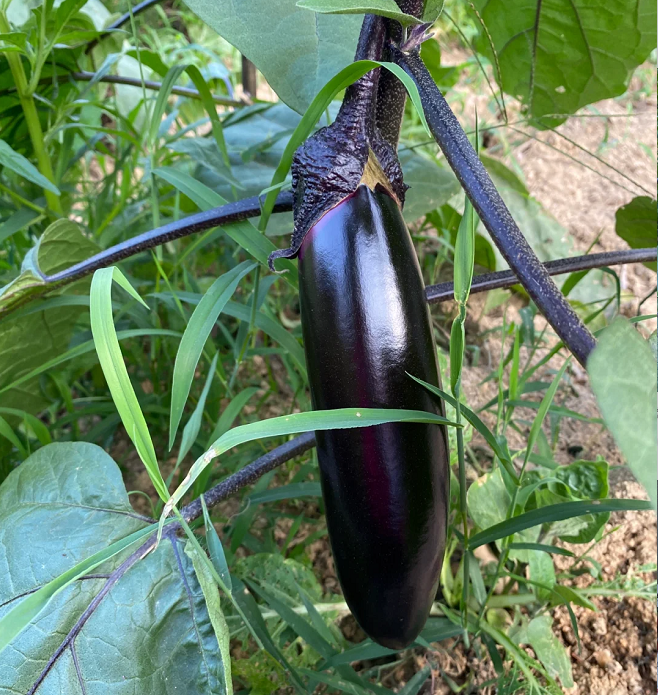 100 eggplant seeds, suitable for winter planting