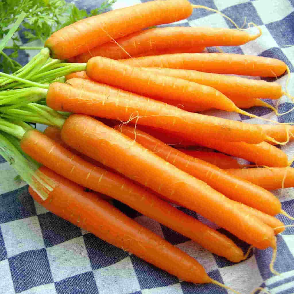 Carrot Nantindo F1