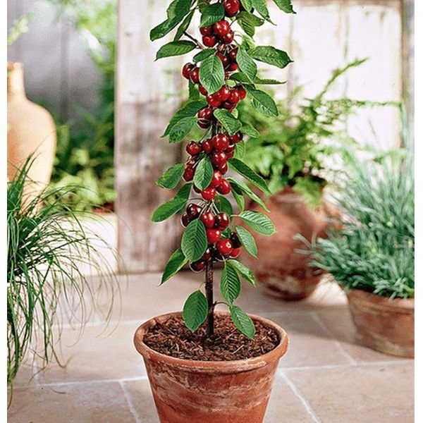 Rainier Cherry Fruit Seeds