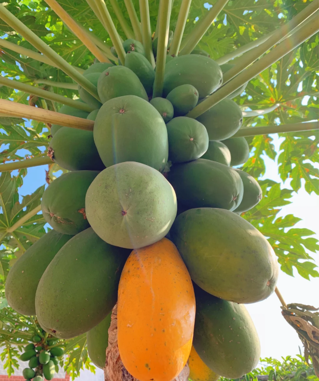 Red Heart Creamy Papaya Seeds