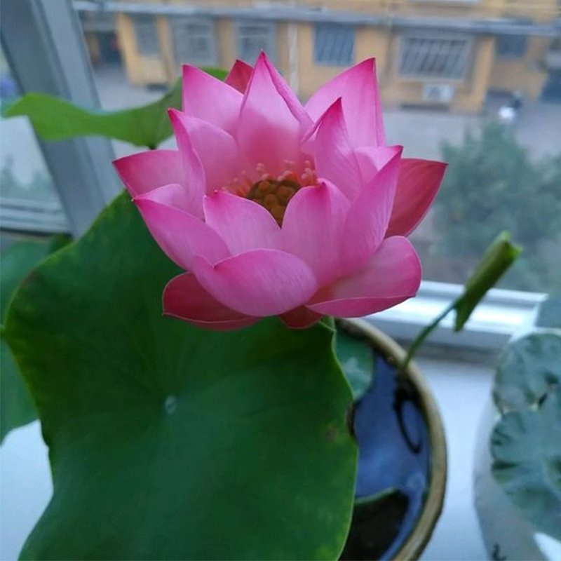 lotus bonsai lotus seeds Non-GMO planting water lily flowers, aquatic plant seeds (Nelumbo) pond plants Home garden plant seeds Flowering aquatic bonsai plants