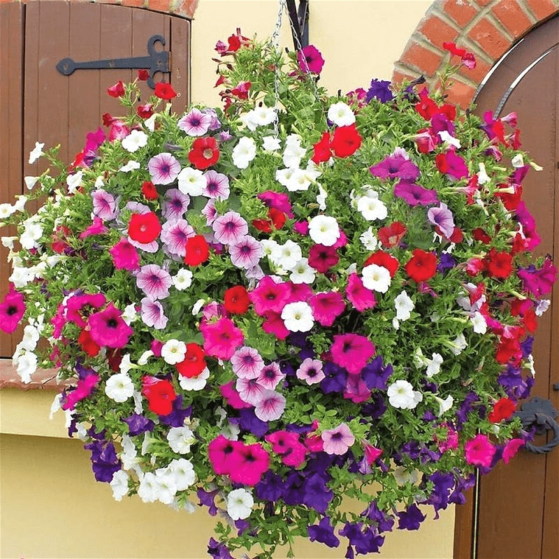 Morning Glory - Hanging Petunia Seeds Mixed Color