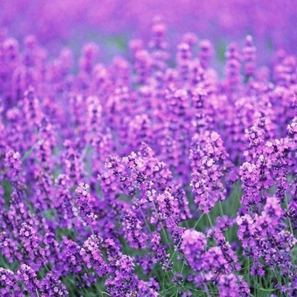 200Pcs Lavender Seeds Fragrant Organic Flower Seeds Home Garden Bonsai Plant