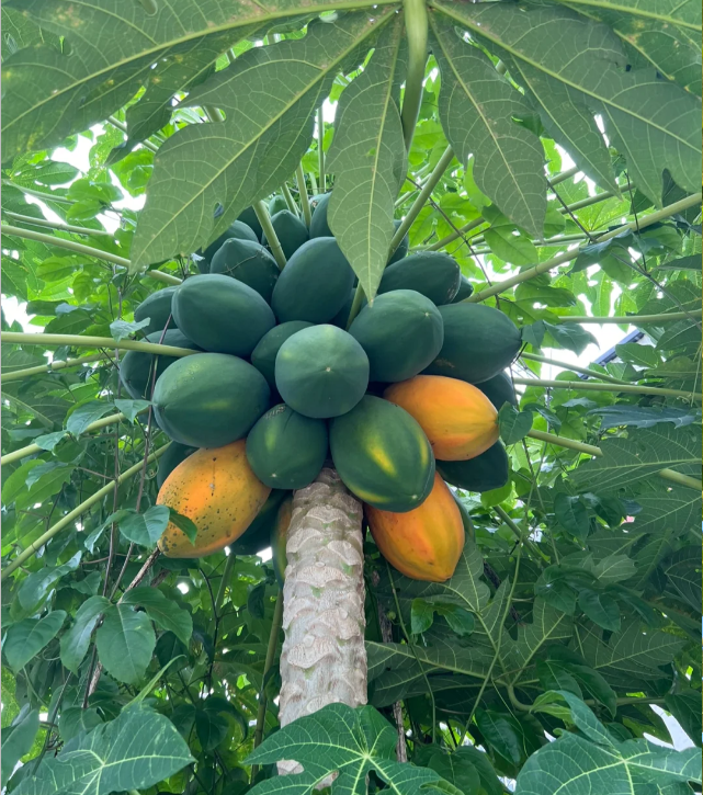 Red Heart Creamy Papaya Seeds