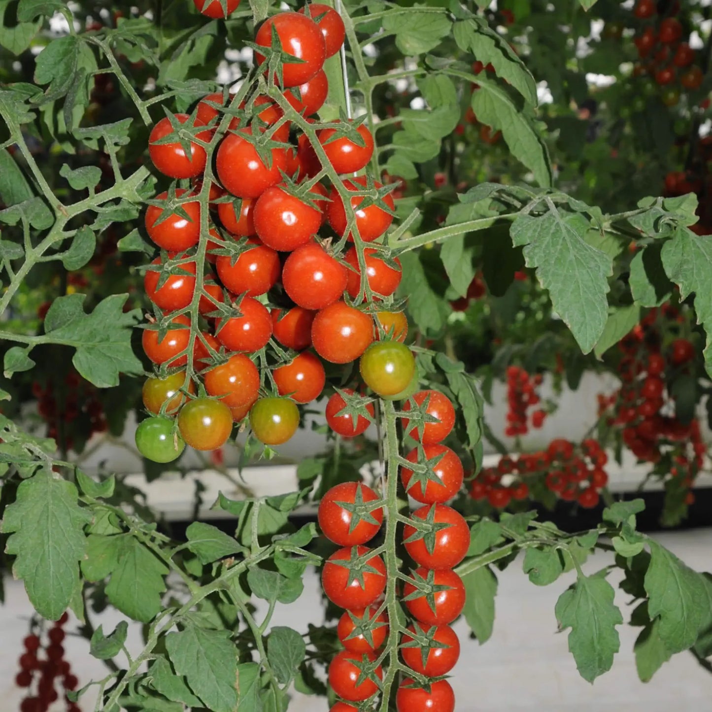 Waterfall Tomato Seeds