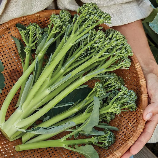 Broccoli Seeds (Organic) - Aspabroc F1