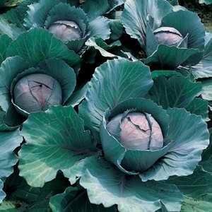 Cabbage Early Thunder F1