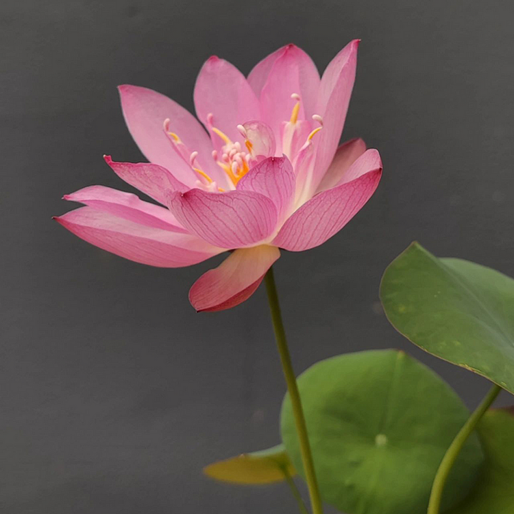10 Seeds Lotus Flower Seeds Nelumbo Nucifera Sacred Lotus Lily Mixed Colors Pink White Colorful and Striking Water Plant Fragrant Low-Maintenance