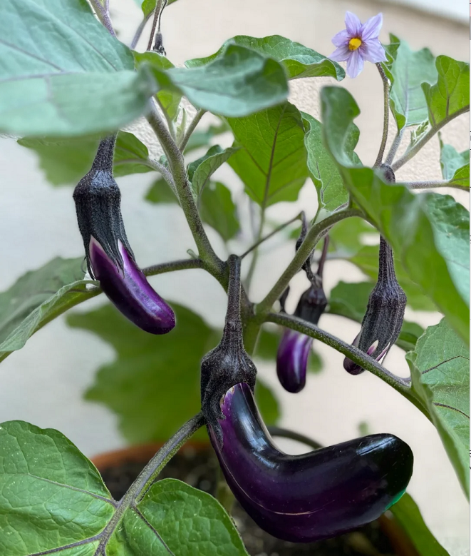 100 eggplant seeds, suitable for winter planting