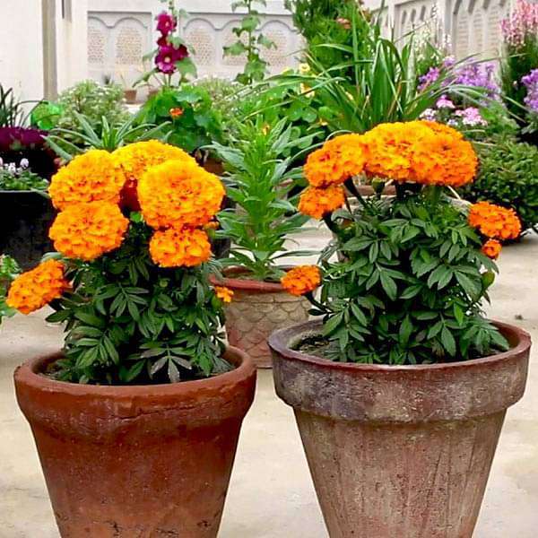 200 mixed marigold seeds garden flower seeds mixed, red, orange, yellow marigold seeds planted