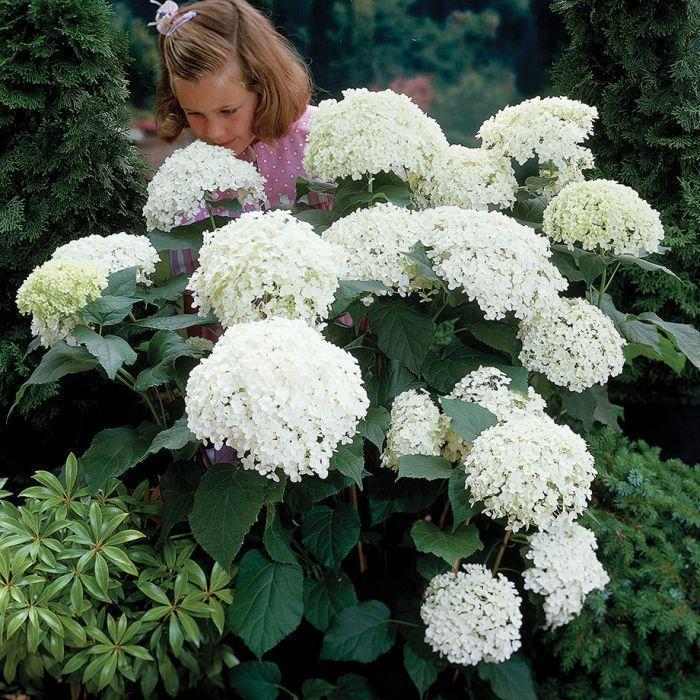 Hydrangea Seed Bonsai Flower Seeds Hydrangea Perennial Garden Home