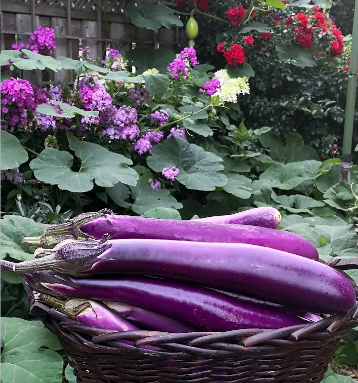 100 eggplant seeds, suitable for winter planting