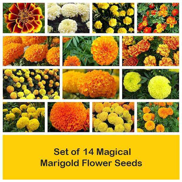 200 mixed marigold seeds garden flower seeds mixed, red, orange, yellow marigold seeds planted