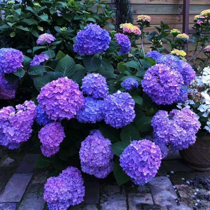 Hydrangea Seed Bonsai Flower Seeds Hydrangea Perennial Garden Home