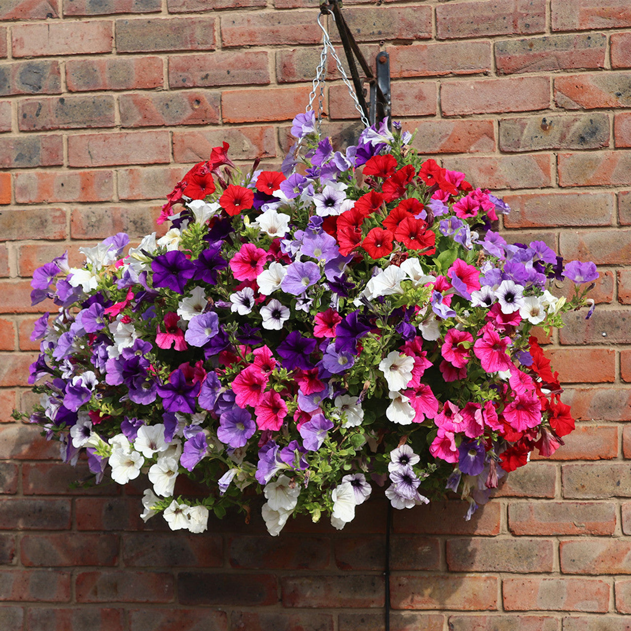 Morning Glory - Hanging Petunia Seeds Mixed Color