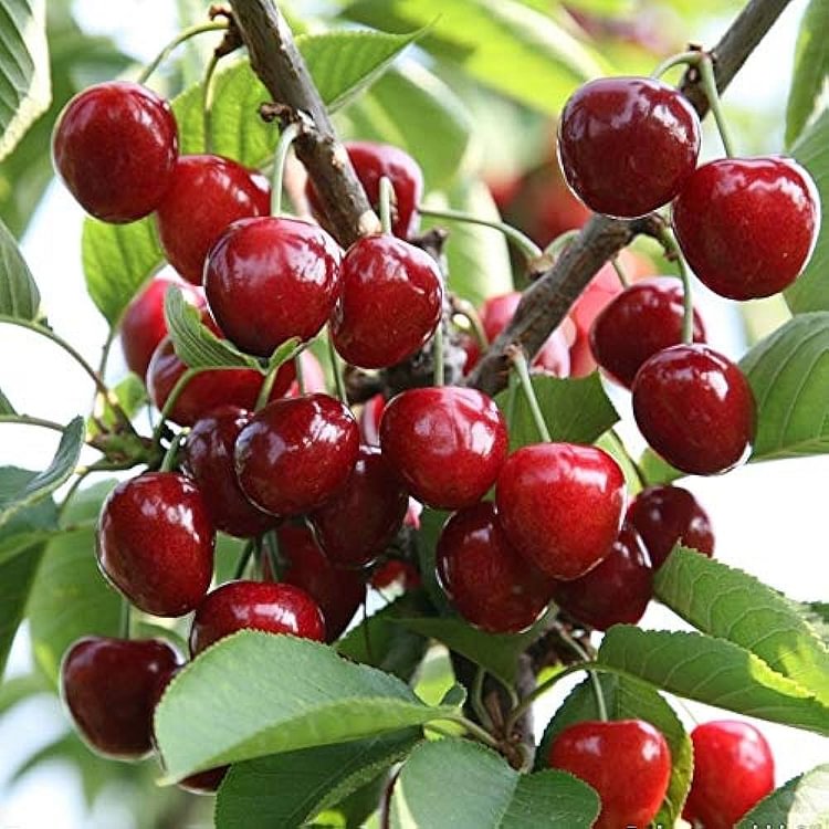 Ruby Cherry Seeds
