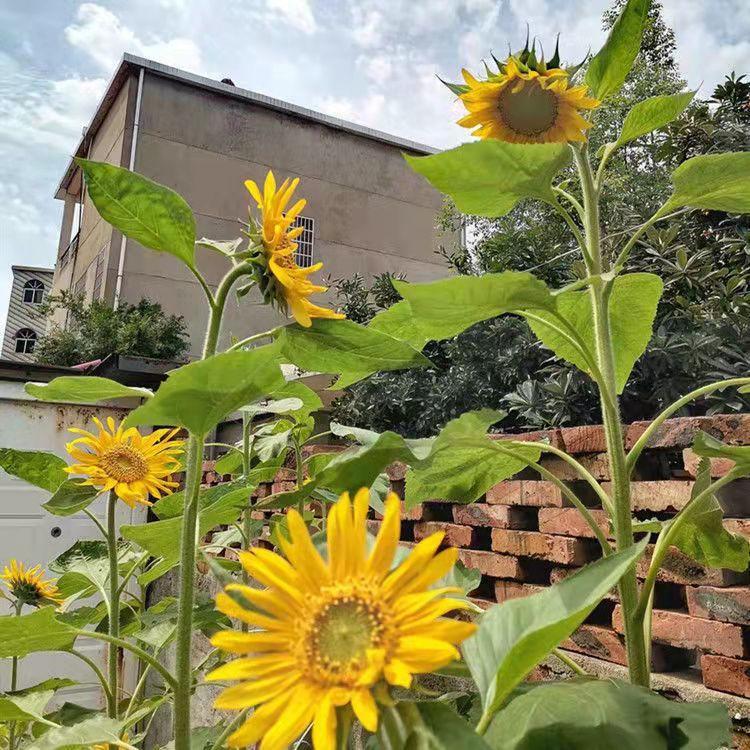 100pcs easy-to-cultivate sunflowers
