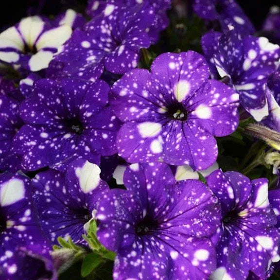 Rare Petunia Flower Seeds Wave Violet Petunias - Pelleted Flower Seed- Hanging Basket Flowers - Hybrid Non-GMO Seeds for Planting