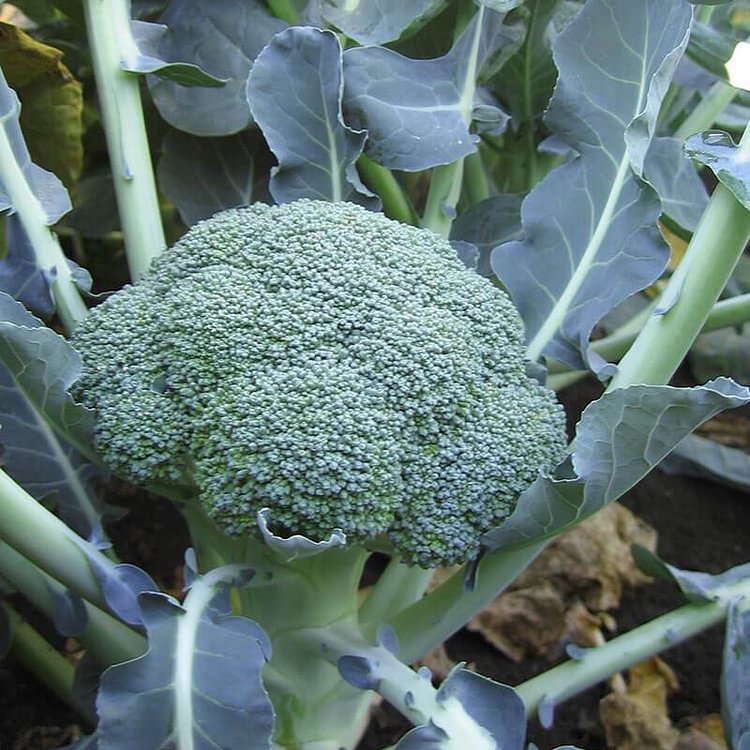 Broccoli Emerald Crown F1