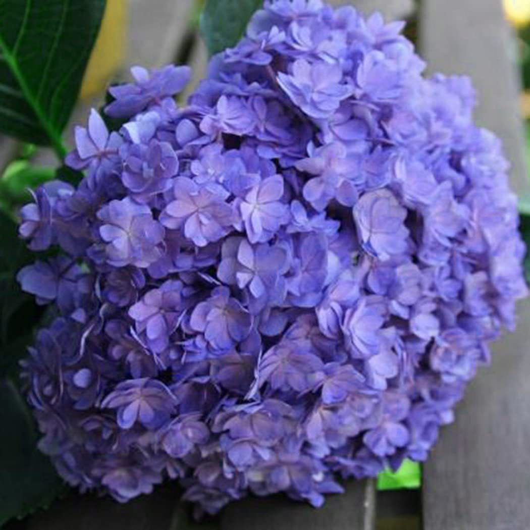 Hydrangea Seed Bonsai Flower Seeds Hydrangea Perennial Garden Home