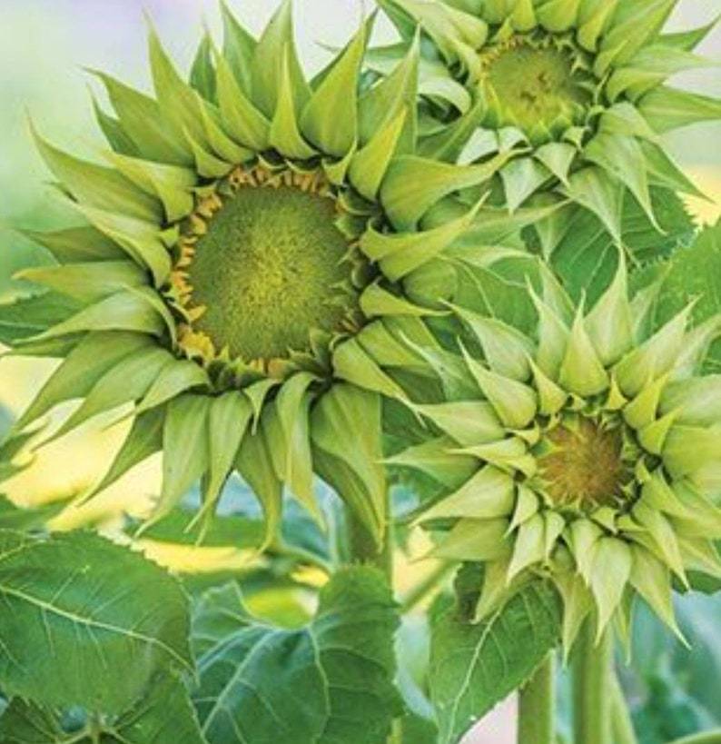 100pcs easy-to-cultivate sunflowers