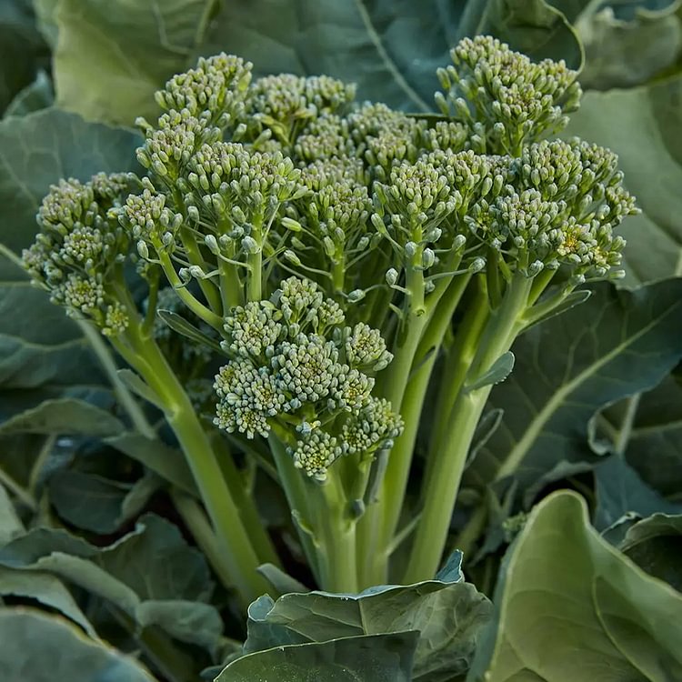 Broccoli Seeds (Organic) - Aspabroc F1