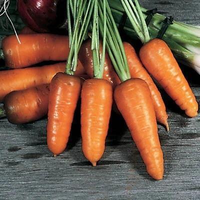 Carrot Seeds for Planting Indoor Outdoor