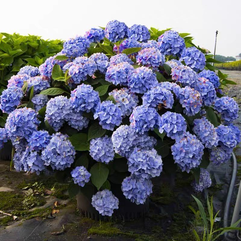 Hydrangea Seed Bonsai Flower Seeds Hydrangea Perennial Garden Home