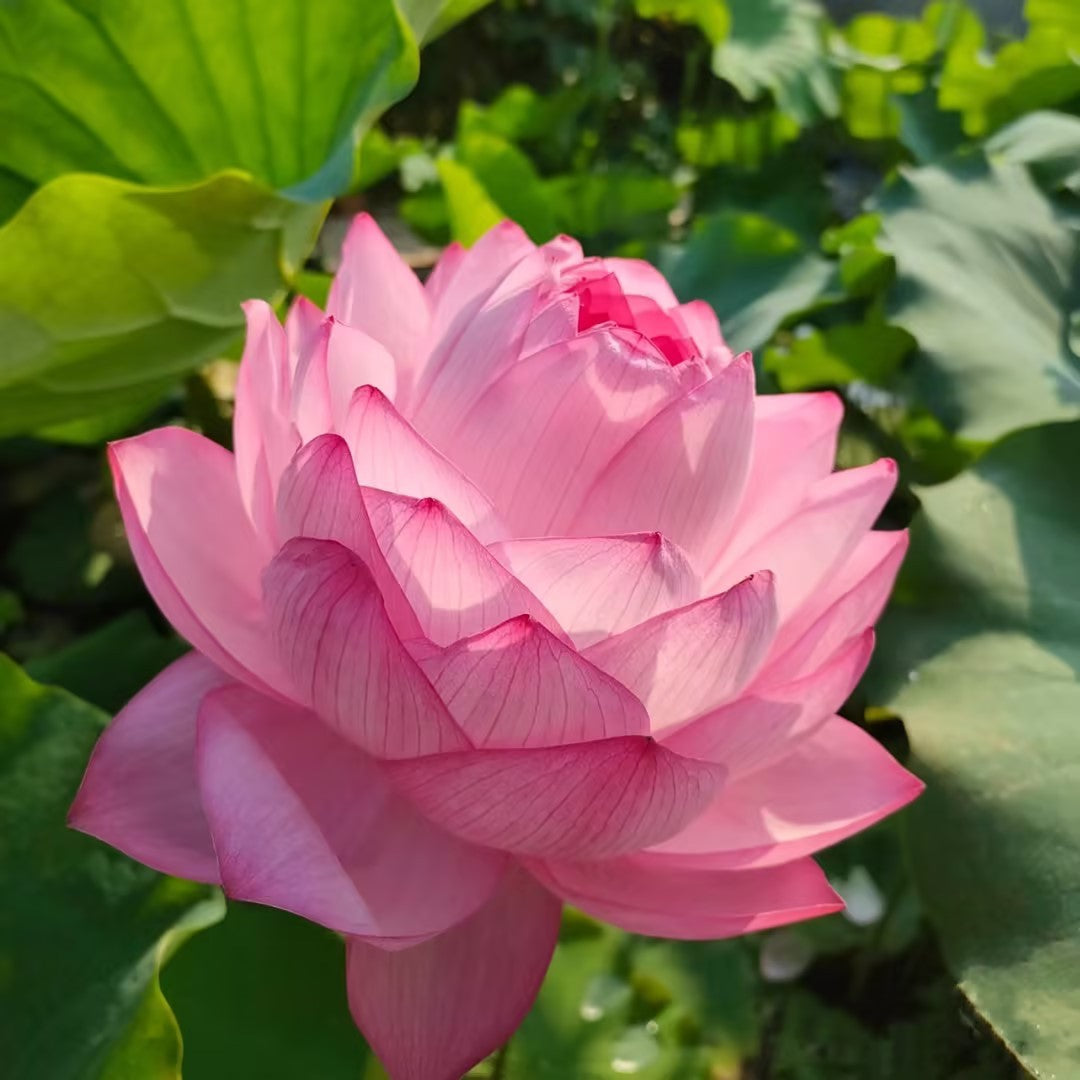 Rare Thousand-petal Lotus